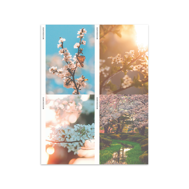 The Love + Radiance Meditation Deck (VERSION II)